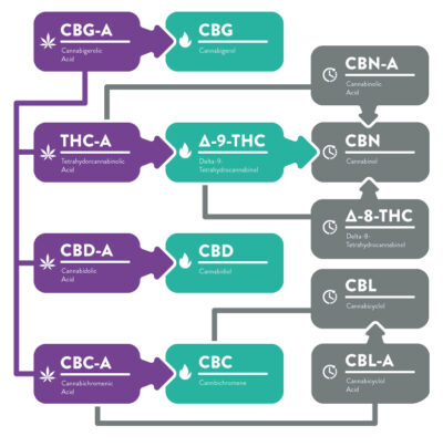 Lifecycle of Cannabinoids - Cannabinoid degradation 