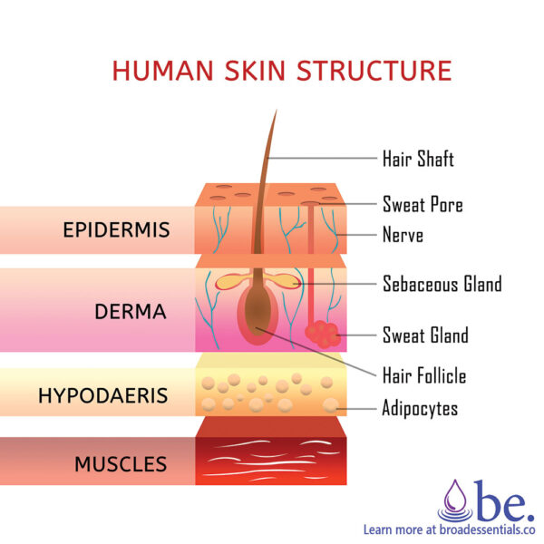 Skin Layers Infographic | CBD for Skin Care