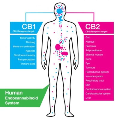 What are cannabinoid receptors? What is a CB1 and CB2 receptor?
