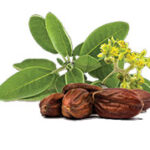 What is Jojoba Oil | All Natural ingredients by Broad Essentials
