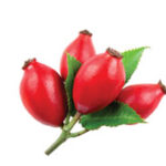 What is Rosehip Oil? | All Natural ingredients by Broad Essentials