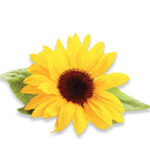 What is Sunflower Oil? | All Natural ingredients by Broad Essentials