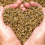 What is Hemp Seed Oil? 