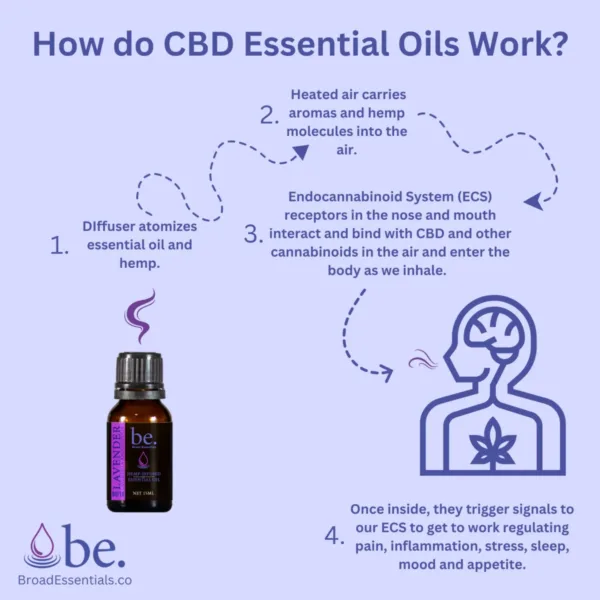 How do CBD Essential Oils Work Infographic